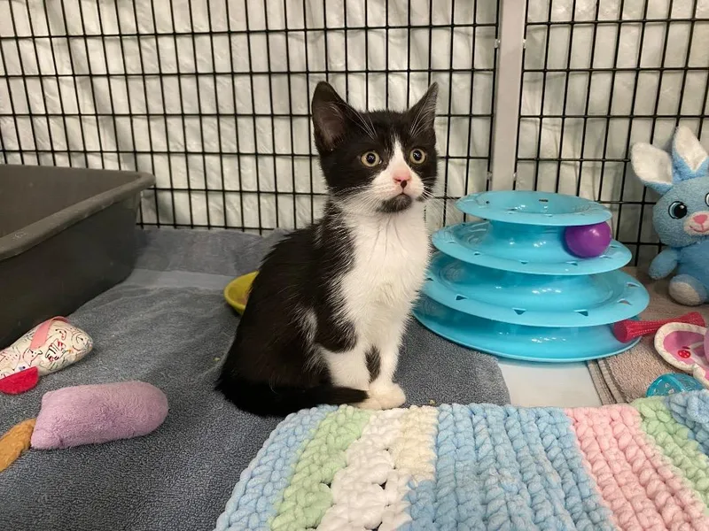 Cookie Crumble thumbnail 2