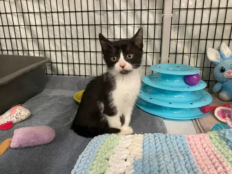 Cookie Crumble thumbnail 3