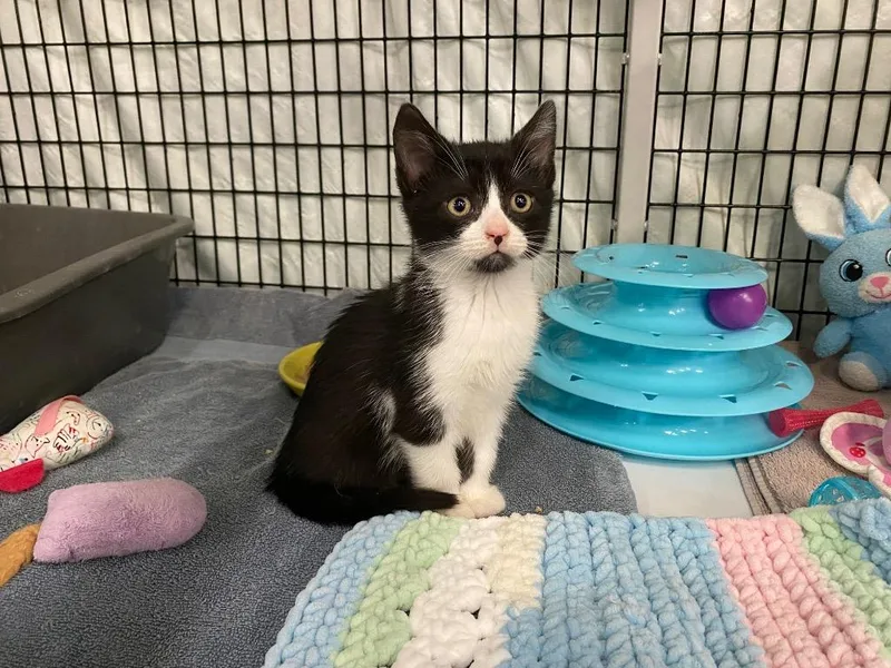 Cookie Crumble thumbnail 4