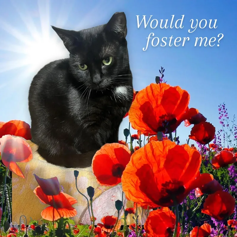 Frankie Girl thumbnail 2