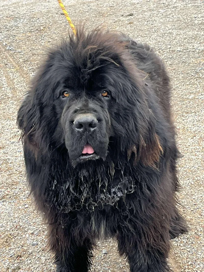 An adult large-sized male Newfoundland Dog dog named Moose for adoption in Havertown, PA