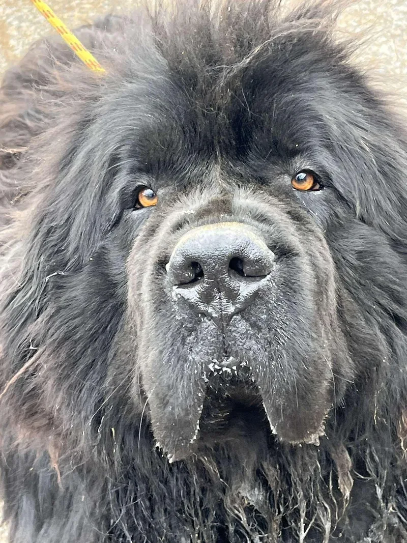 Moose thumbnail 2