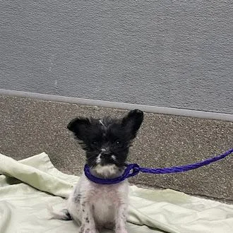 A baby small-sized male Terrier dog named Haste for adoption in Las Vegas, NV