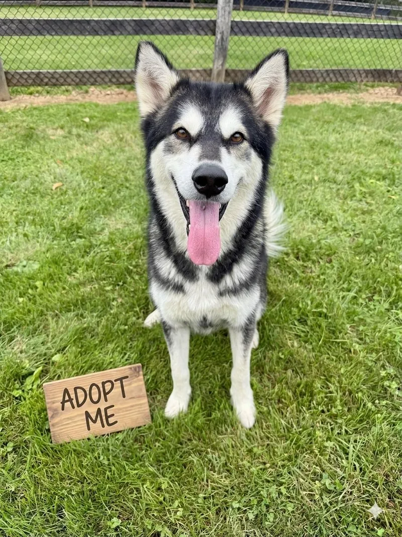 An adult large-sized male Gray / Blue / Silver Alaskan Malamute dog named Baxter for adoption in Berryville, VA