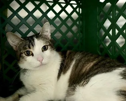 An adult small-sized female Domestic Short Hair cat named Maxine for adoption in West Seneca, NY