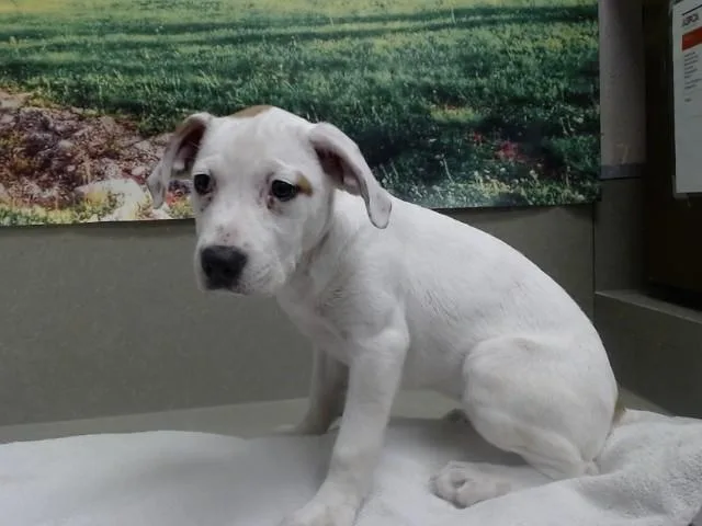 A baby small-sized female American Bulldog dog named A for adoption in Moreno Valley, CA