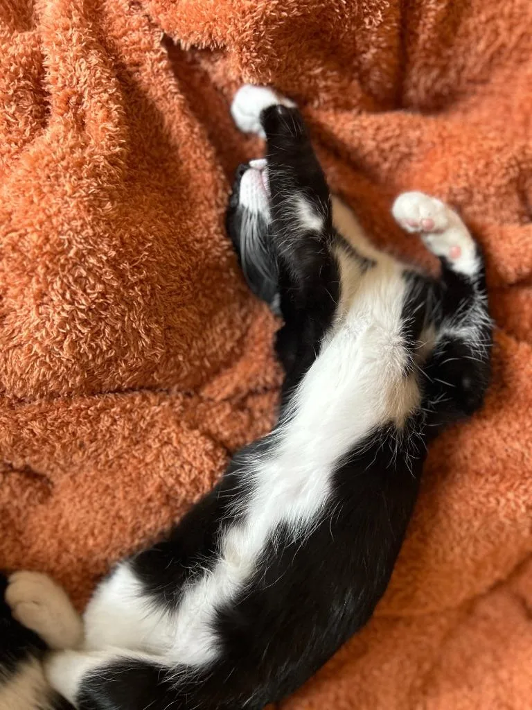 Patsy Cline thumbnail 2