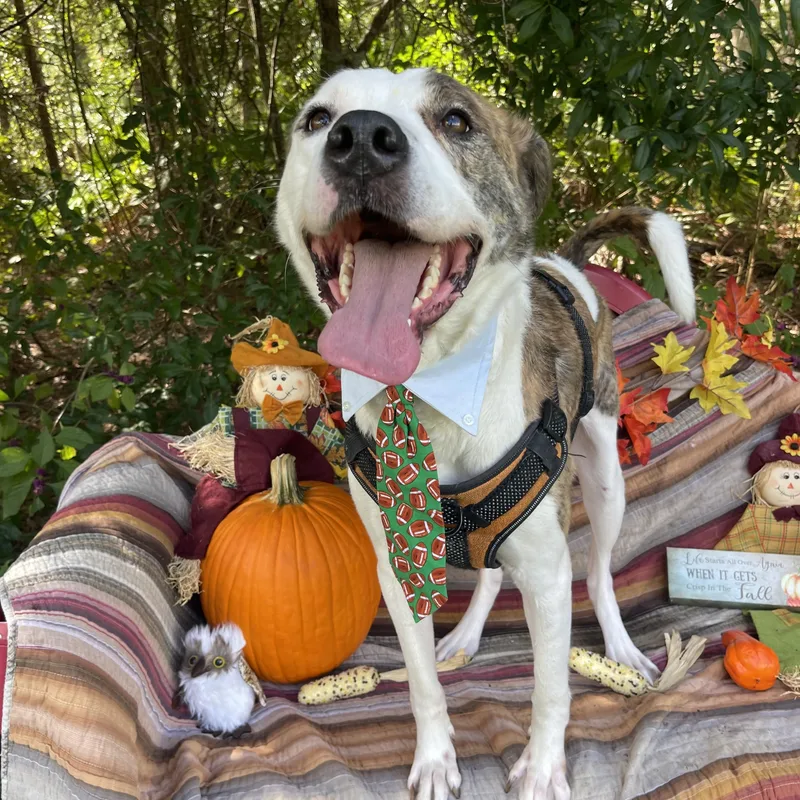 A young large-sized male Mountain Cur dog named Petey for adoption in Sebring, FL