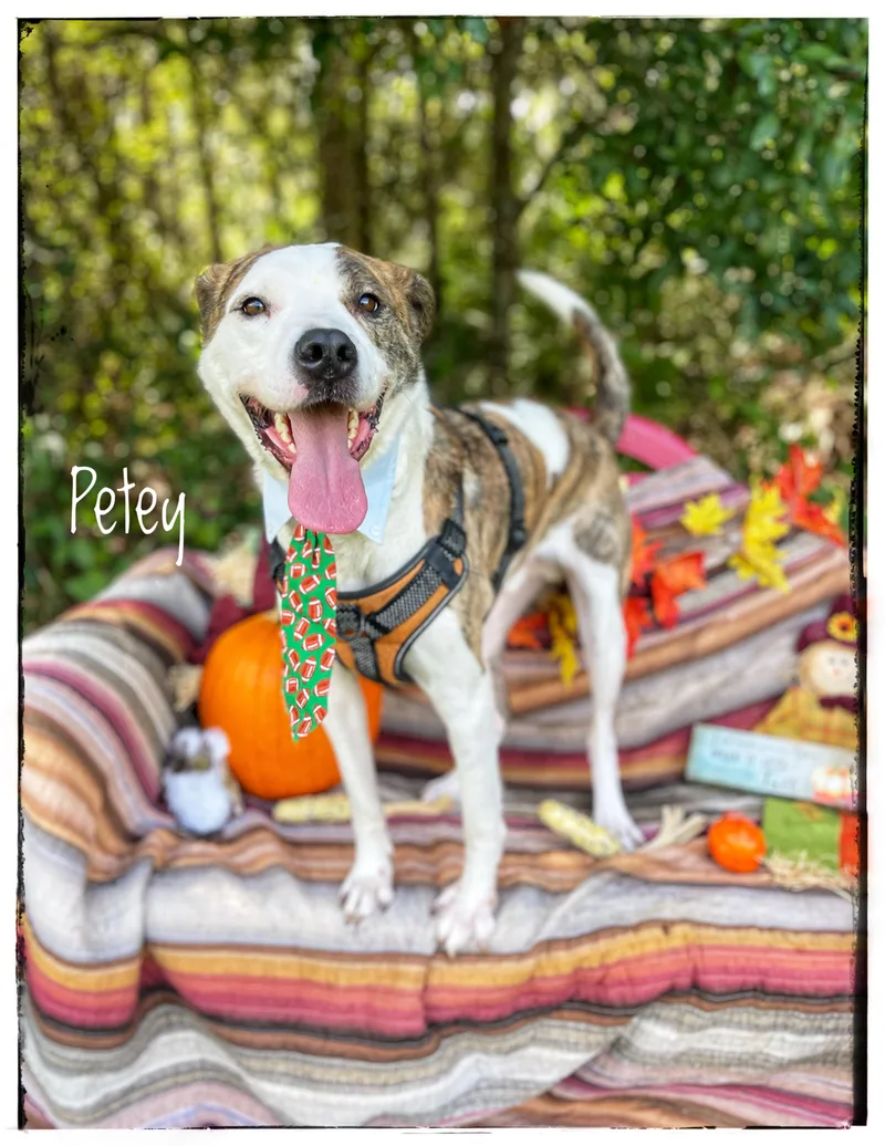 Petey thumbnail 5