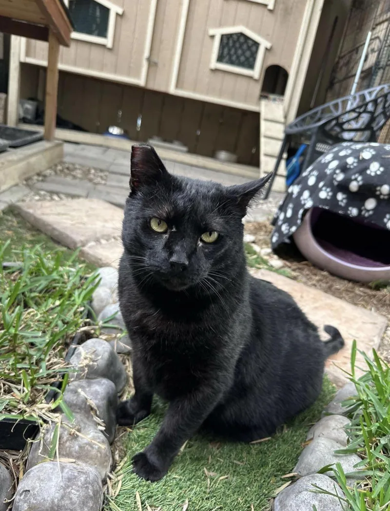 Jade & Lucky thumbnail 2