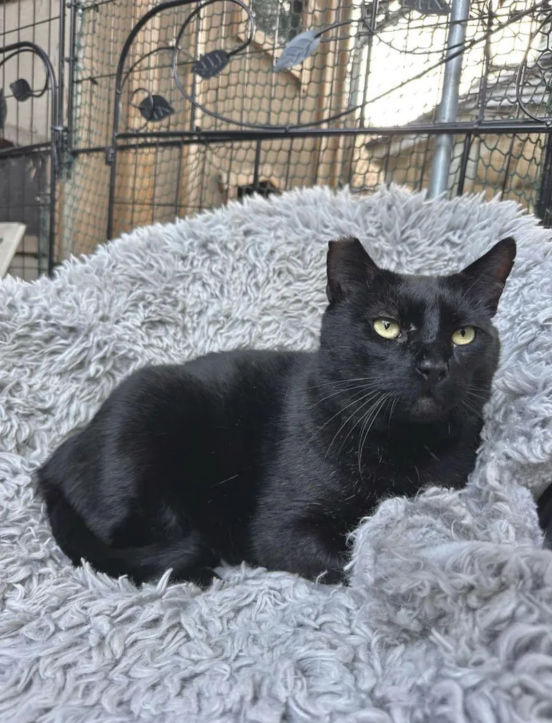 Jade & Lucky thumbnail 3