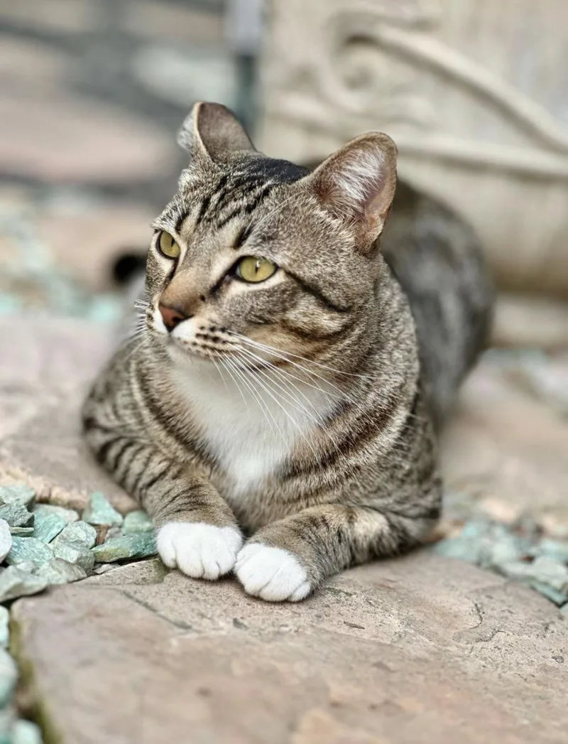 Jade & Lucky thumbnail 4