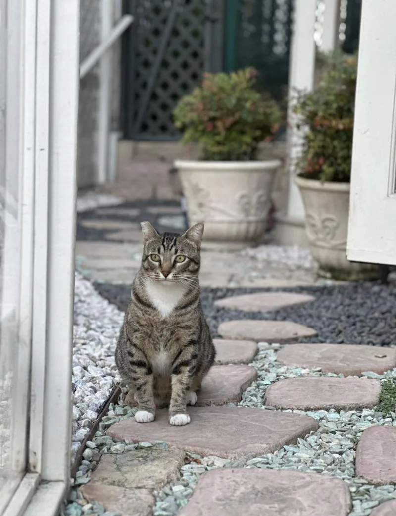 Jade & Lucky thumbnail 5