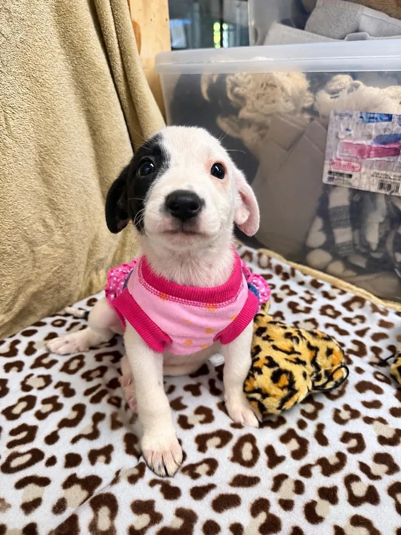 A baby medium-sized female Labrador Retriever dog named Ava for adoption in Randolph, NJ