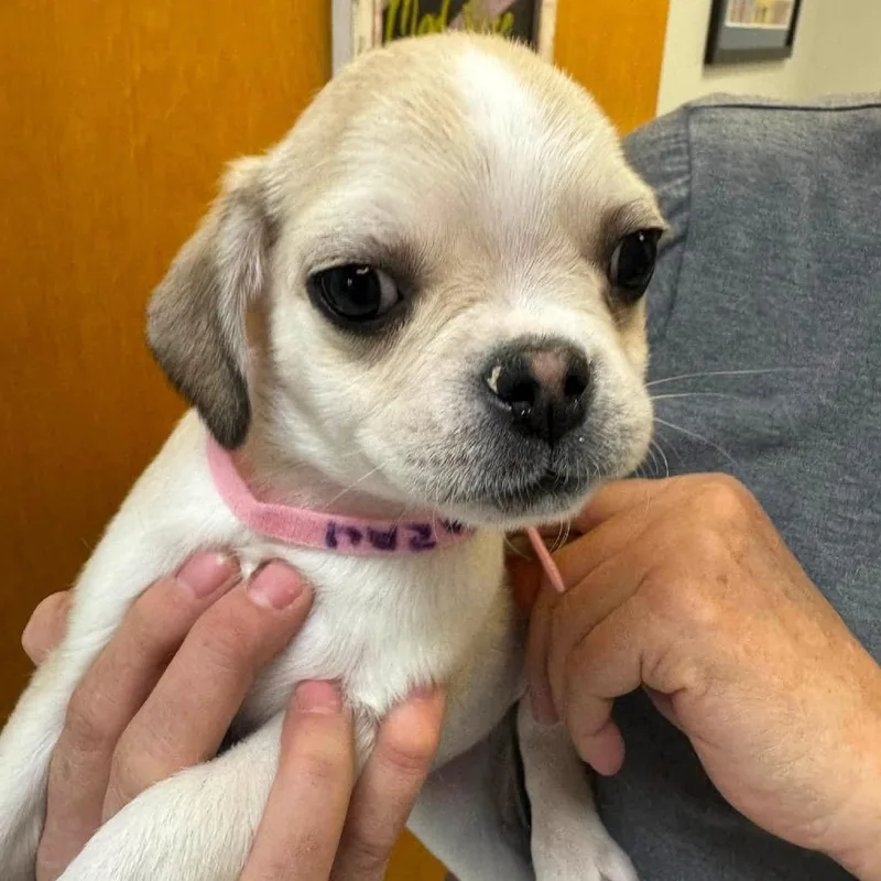 A baby small-sized female Yellow / Tan / Blond / Fawn Australian Shepherd dog named Sarah Hocus Pocus for adoption in Allen, TX