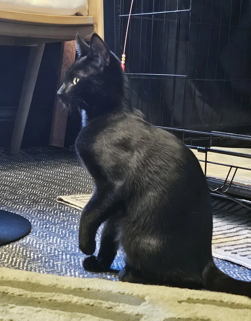 Coco