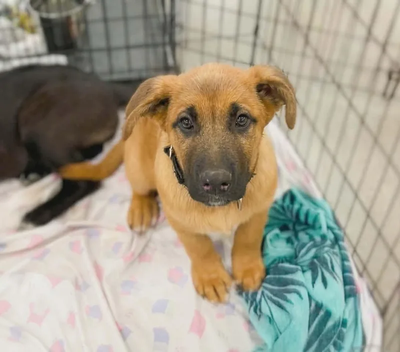 A baby large-sized male German Shepherd Dog dog named Cicada for adoption in Anza, CA
