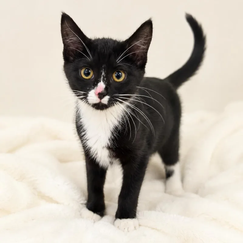 A baby small-sized female Black Domestic Short Hair cat named Lucky for adoption in Redwood Falls, MN