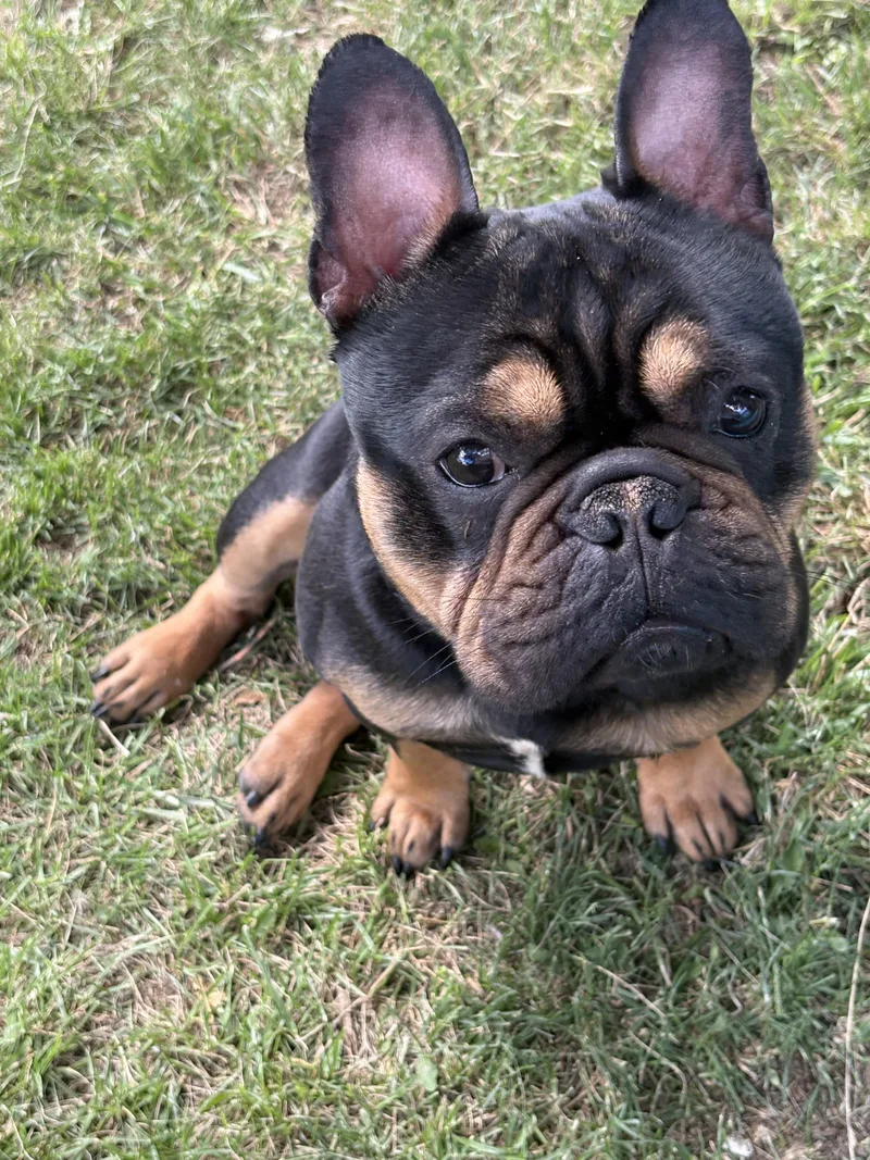 Nacho