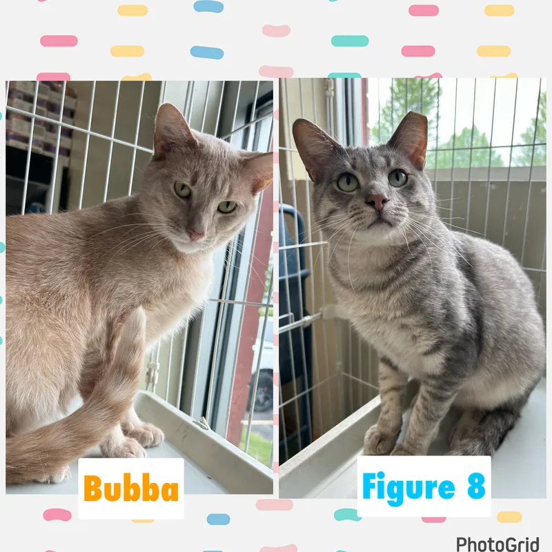 Bubba & Figure thumbnail 4