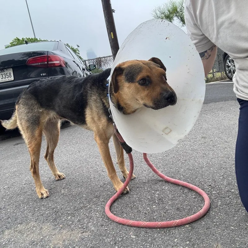 An adult medium-sized female Brown / Chocolate German Shepherd Dog dog named Valkyrie for adoption in Austin, TX