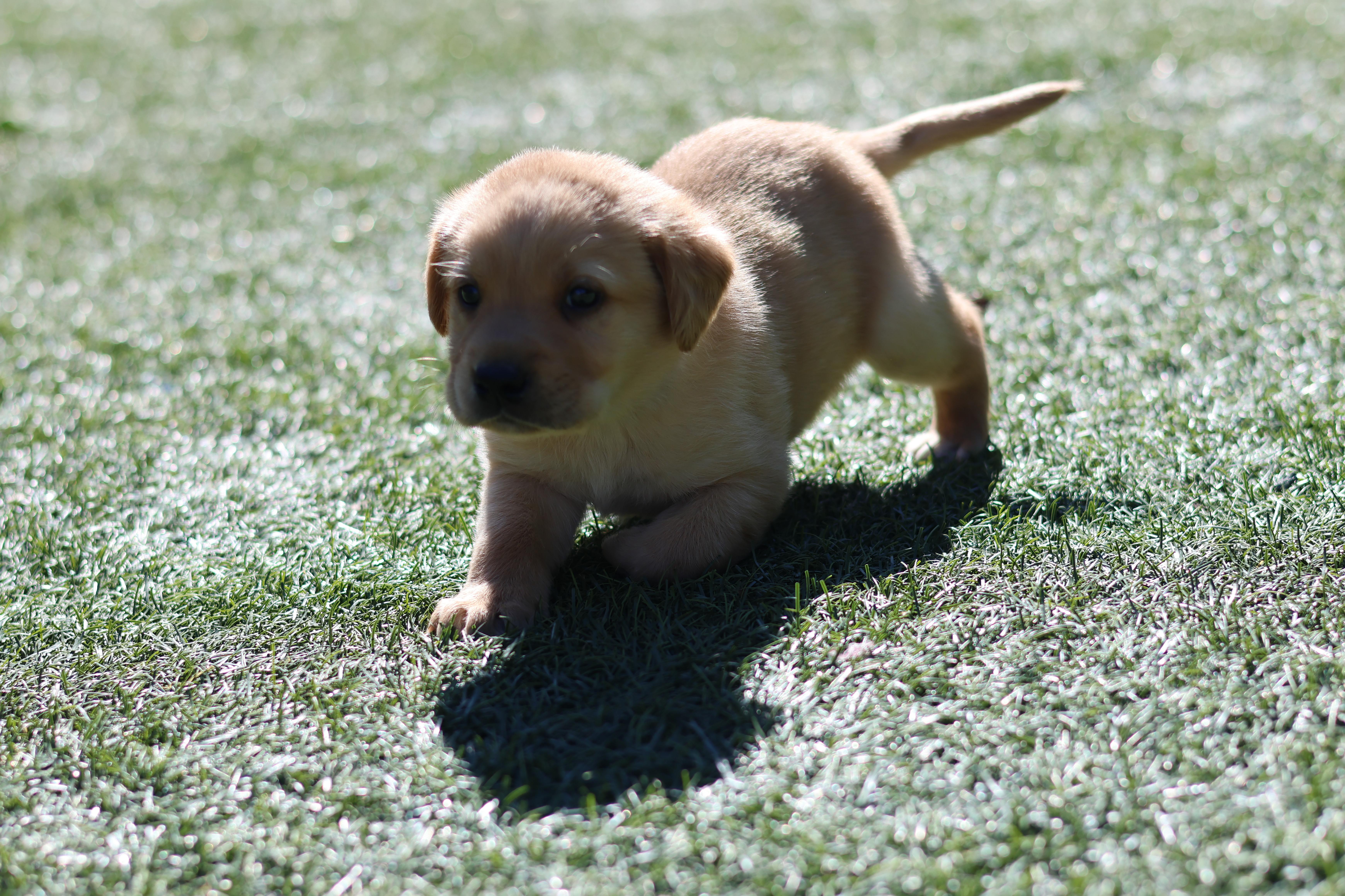 A baby small-sized male Labrador Retriever dog named Bear for adoption in Discovery Bay, CA