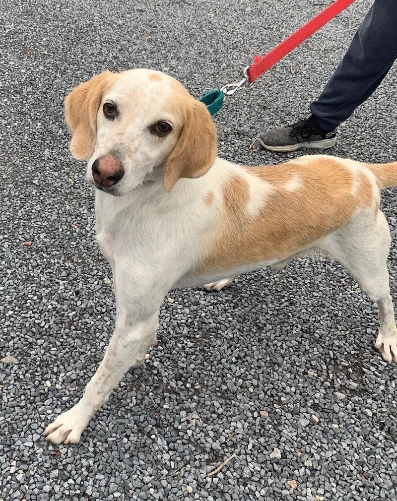 An adult medium-sized male American Foxhound dog named Toby for adoption in East Moriches, NY