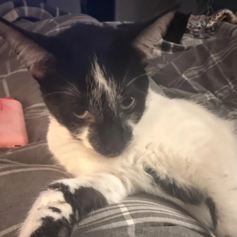 Linda Lemur thumbnail 2