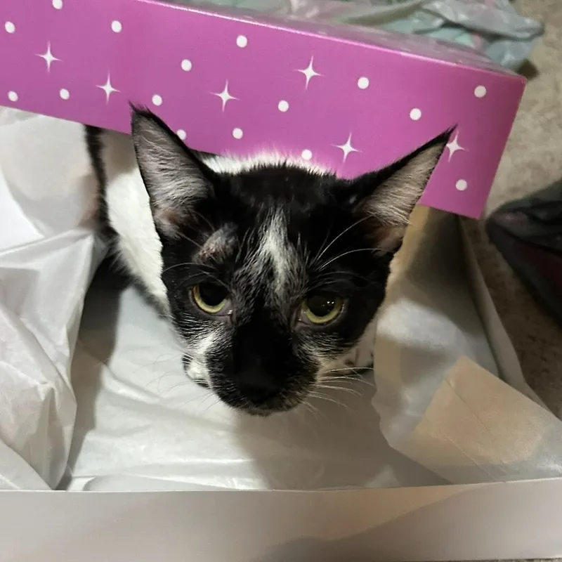 Linda Lemur thumbnail 3