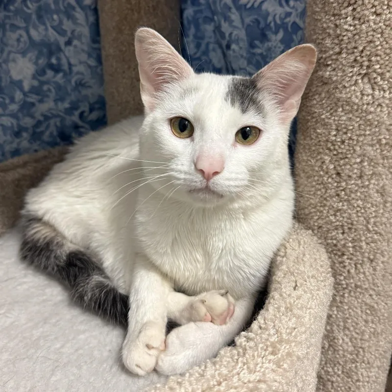 An adult medium-sized male White American Shorthair cat named Pico for adoption in South Elgin, IL
