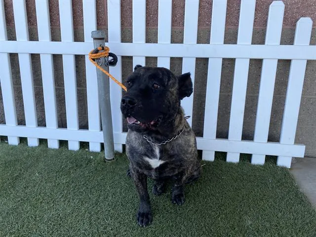 A young extra large-sized male Cane Corso dog named Marky Mark for adoption in Modesto, CA