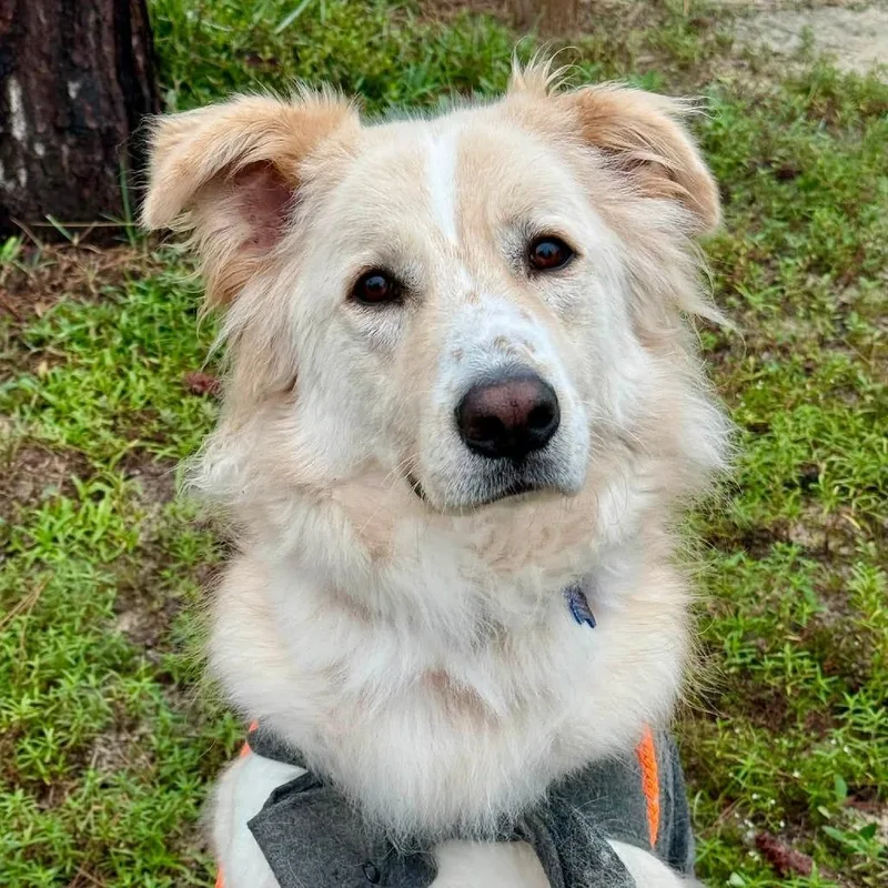 An adult large-sized male Yellow / Tan / Blond / Fawn Border Collie dog named Cyrus for adoption in Freeport, FL