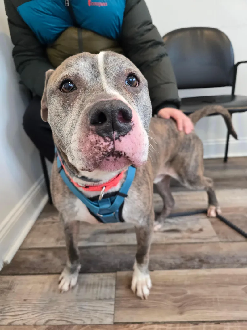 A senior large-sized male Bicolor Pit Bull Terrier dog named Andros for adoption in New York, NY