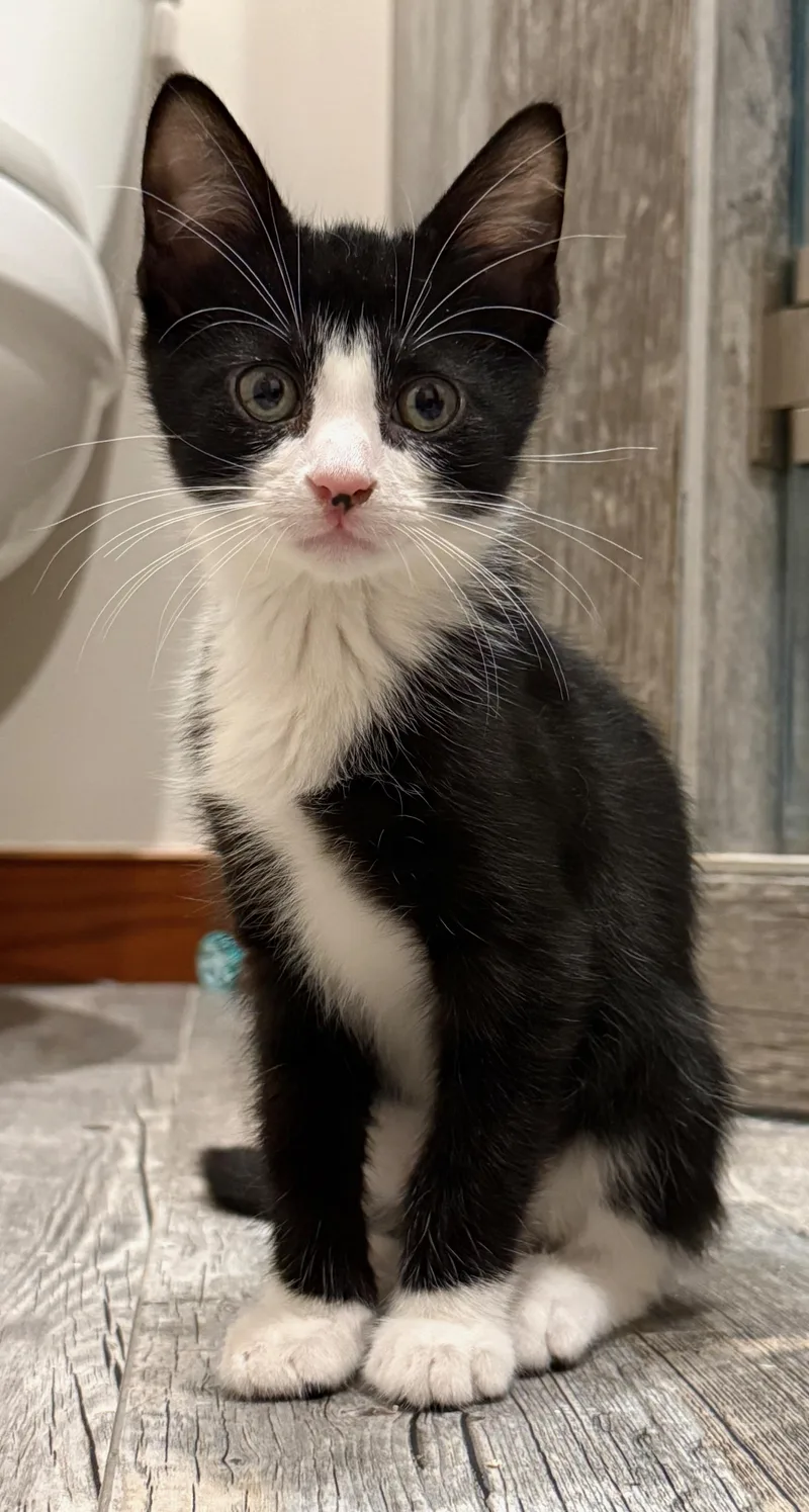 Beau