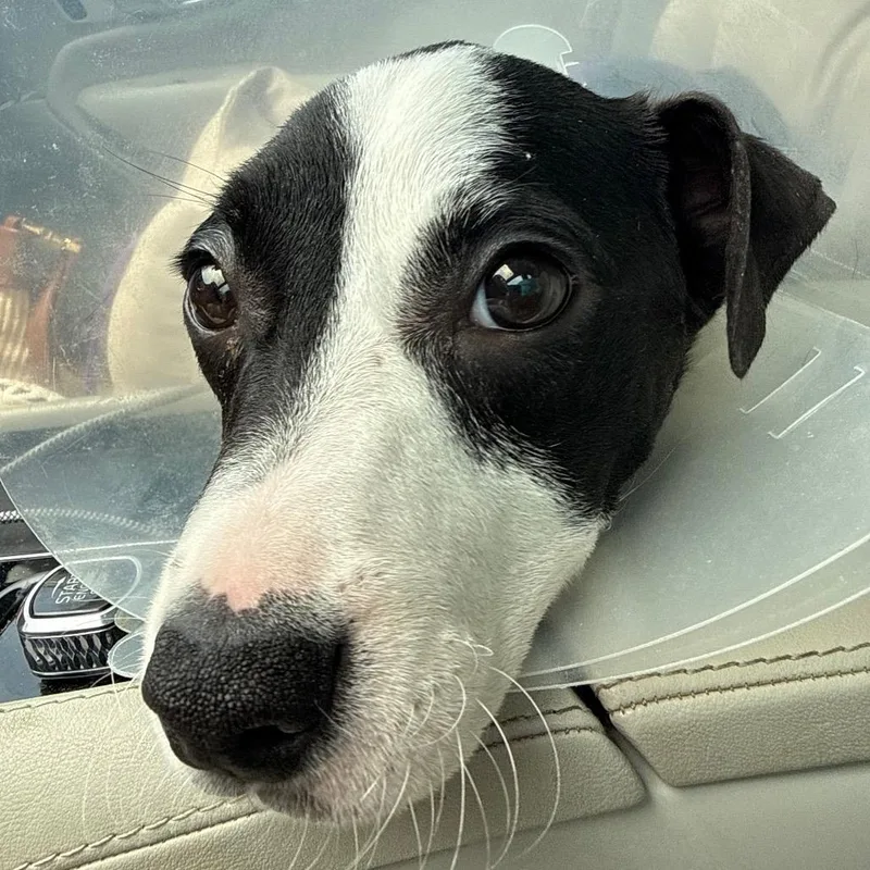 A baby medium-sized male Black Pit Bull Terrier dog named Josh for adoption in Ennis, TX