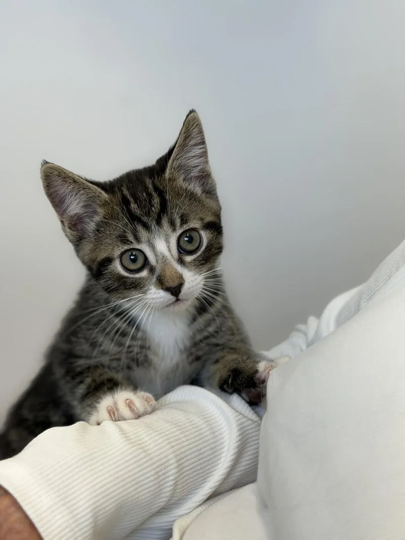 A baby medium-sized male Domestic Short Hair cat named Sole for adoption in Gardnerville, NV