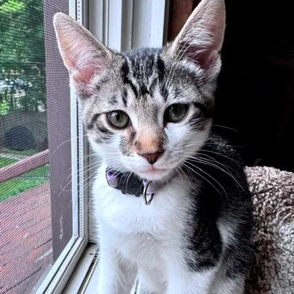 A baby small-sized female Black Domestic Short Hair cat named April for adoption in Green Bay, WI