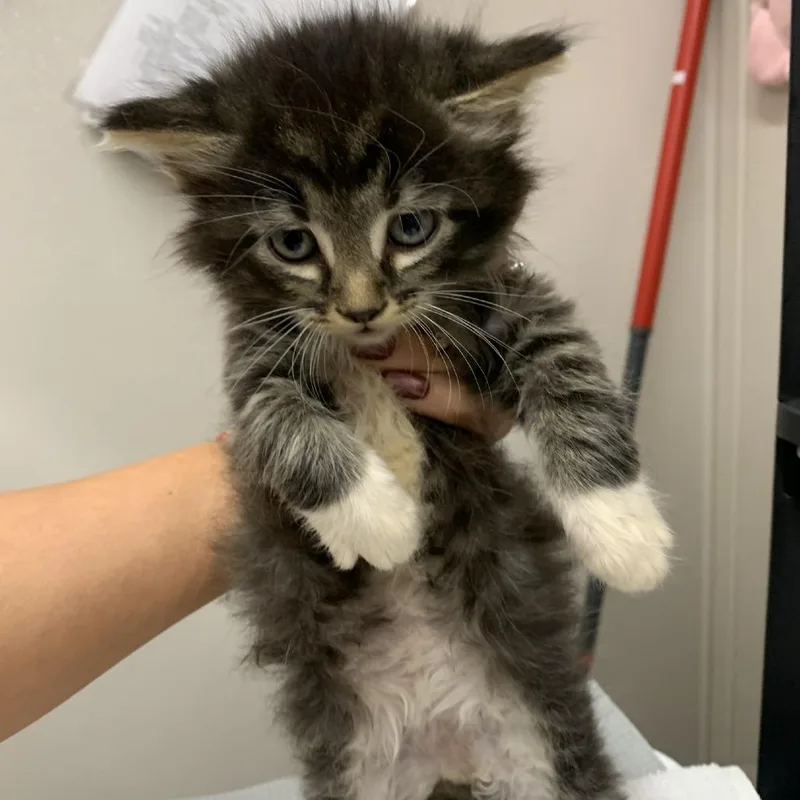 A baby small-sized male Gray / Blue / Silver Domestic Long Hair cat named Soy Sauce for adoption in Morganton, NC