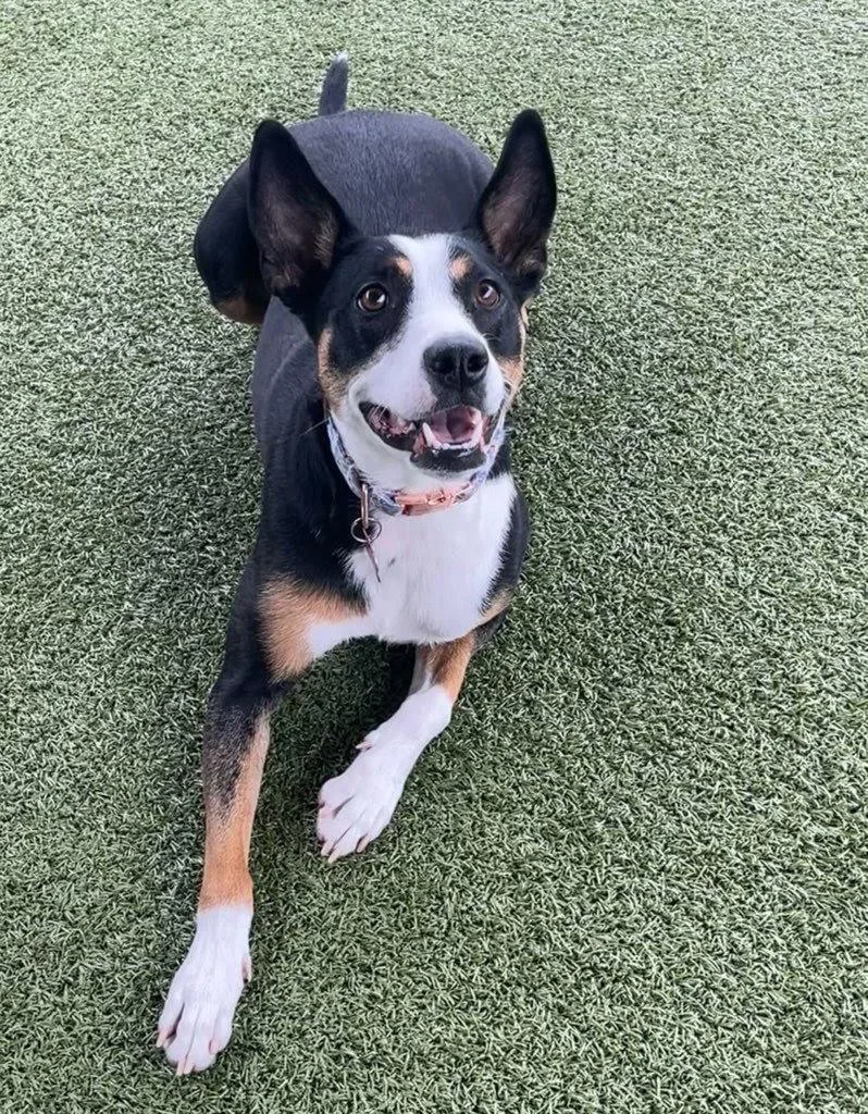 An adult medium-sized female Australian Kelpie dog named Chelsea for adoption in Winter Park, CO
