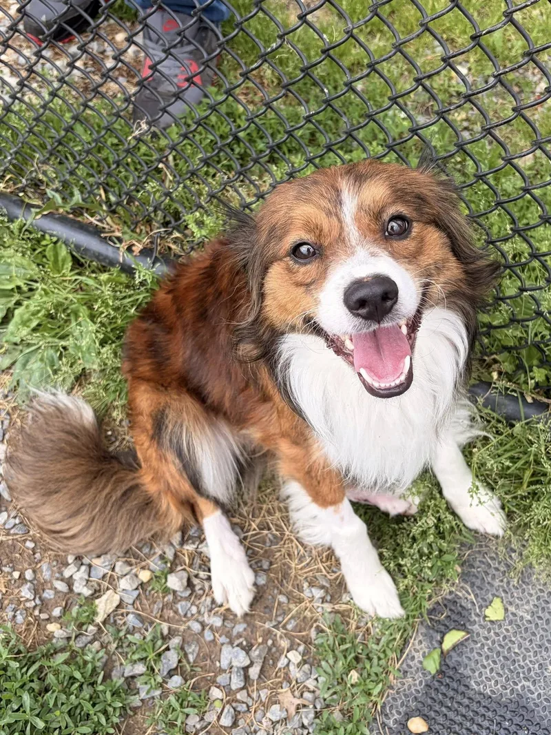 A young small-sized male Tricolor (Brown, Black, & White) Border Collie dog named Ben for adoption in Winchester, VA