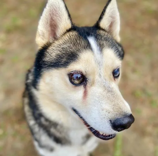 A senior medium-sized male Bicolor Siberian Husky dog named Mose for adoption in Naperville, IL