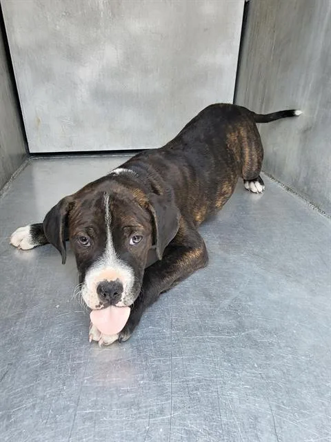 A baby large-sized male American Staffordshire Terrier dog named Grasshopper for adoption in San Antonio, TX