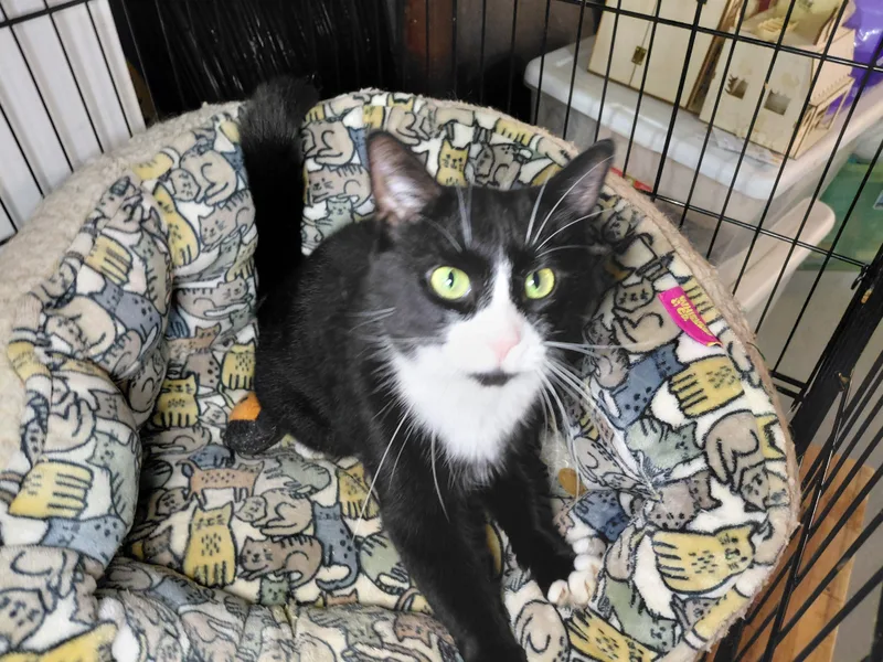 An adult medium-sized female Black & White / Tuxedo Domestic Short Hair cat named Mini for adoption in Bethpage, NY