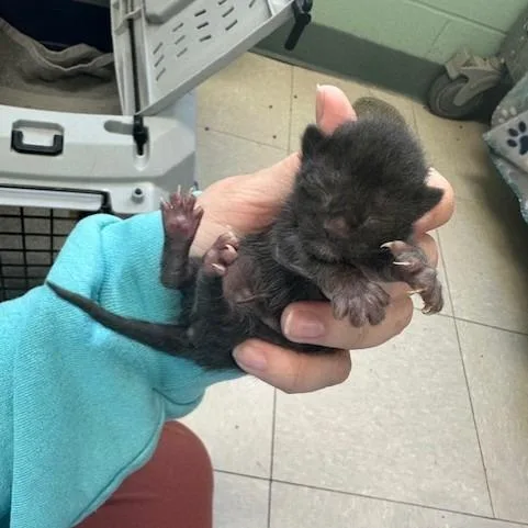 A baby small-sized male Black Domestic Short Hair cat named Orien for adoption in Indianapolis, IN