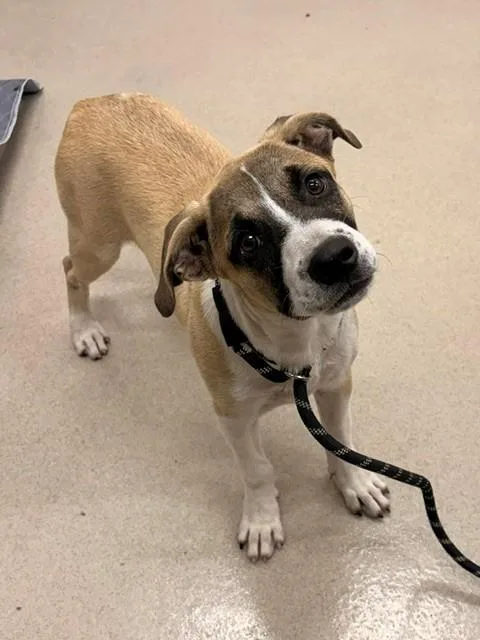 A young medium-sized female Black Mouth Cur dog named Cypress for adoption in Baytown, TX