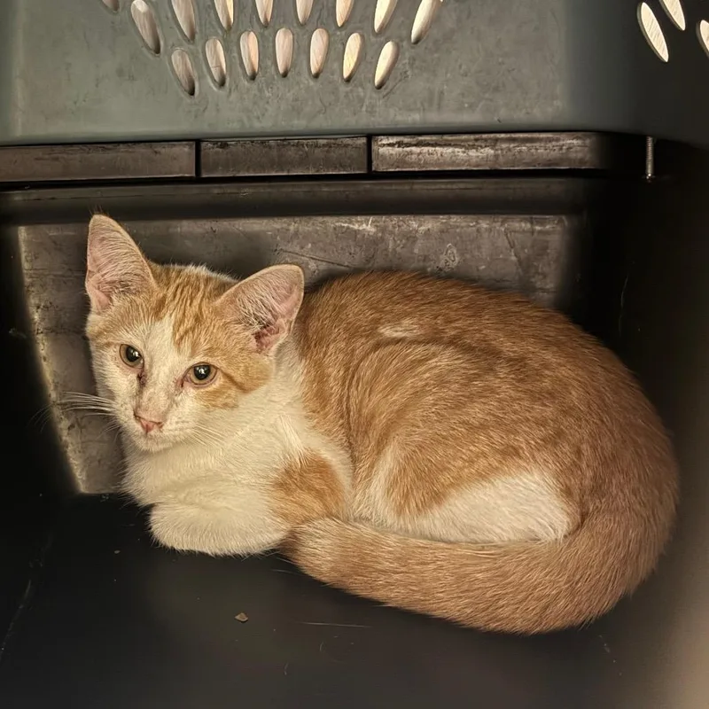 A baby small-sized male White Domestic Short Hair cat named Potato for adoption in Edwardsville, IL