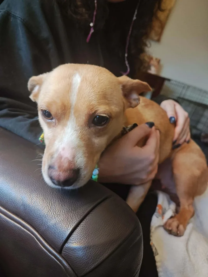 An adult small-sized female Corgi dog named Rosie for adoption in Monticello, NY
