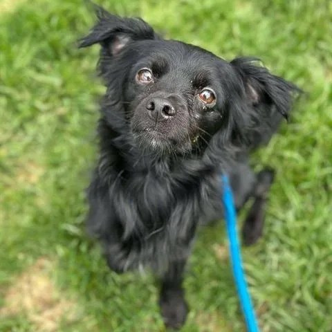 A senior small-sized male Spaniel dog named Dean for adoption in Perkiomenville, PA
