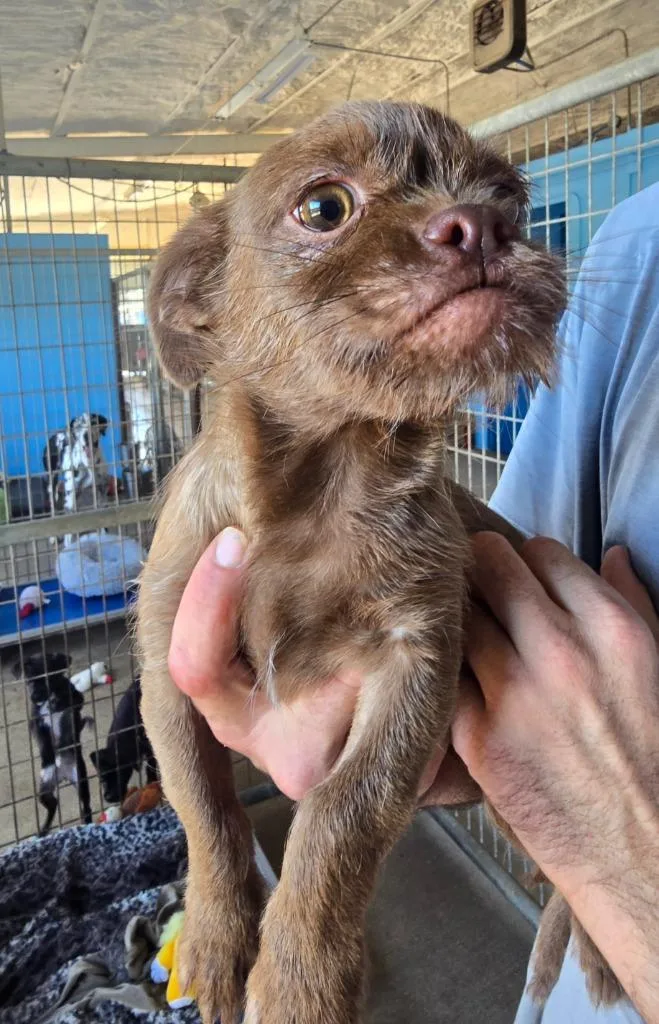 A baby small-sized male Terrier dog named Denver for adoption in Canyon Lake, TX