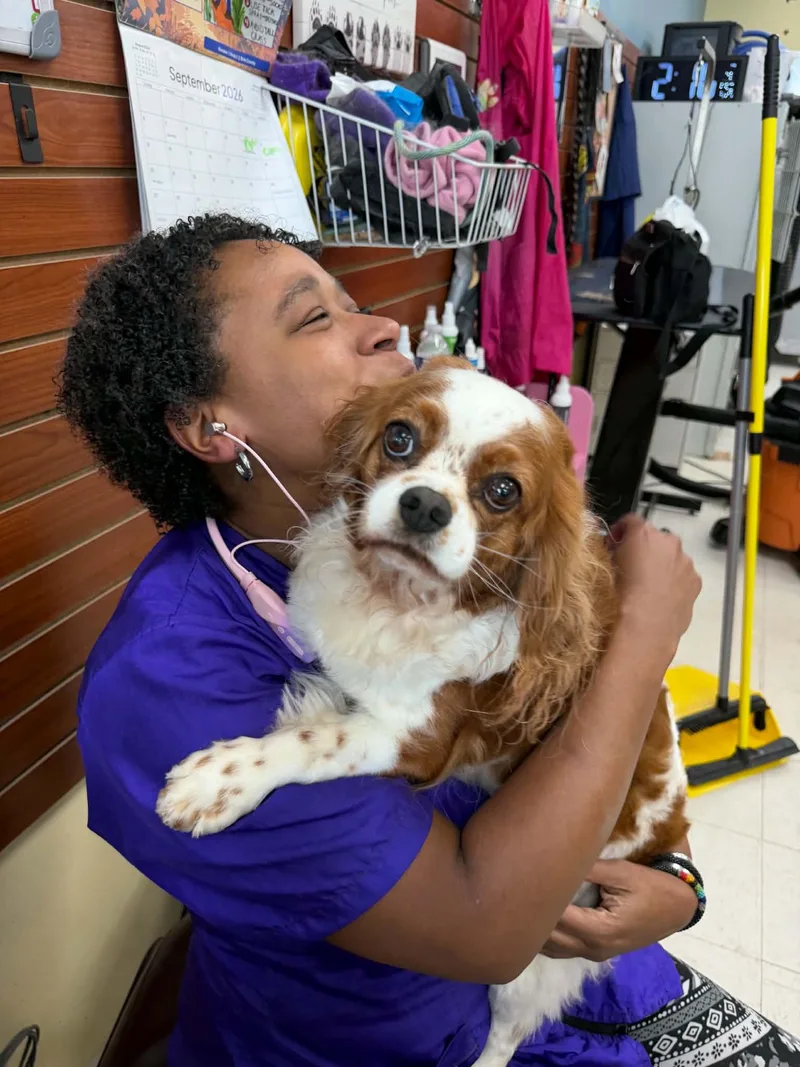 An adult medium-sized female Cavalier King Charles Spaniel dog named Cami for adoption in Havertown, PA